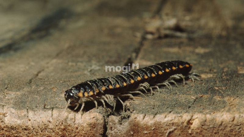 Cuốn chiếu bò vào nhà nên xử lý như thế nào?