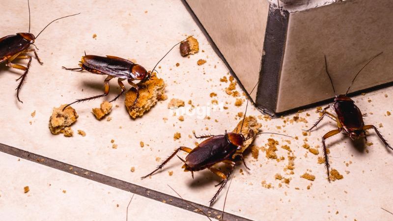 Gián vào nhà tốt hay xấu nếu xét theo phong thủy?