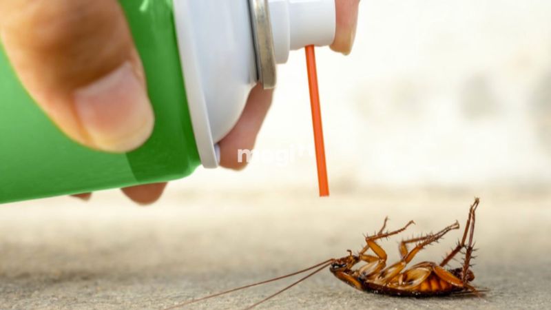 Biện pháp đuổi gián bằng thuốc diệt gián