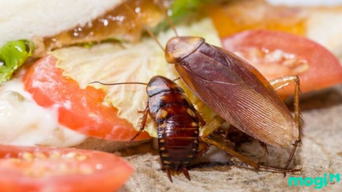 Gián vào nhà tốt hay xấu? Giải mã điềm báo phong thủy và thực tế