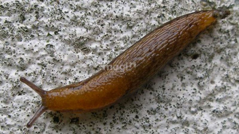 Con sên trần xuất hiện trong nhà thường được xem là điềm lành