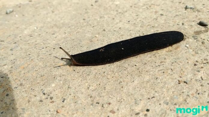 Con sên trần bò vào nhà mang ý nghĩa gì? Tốt hay xấu?