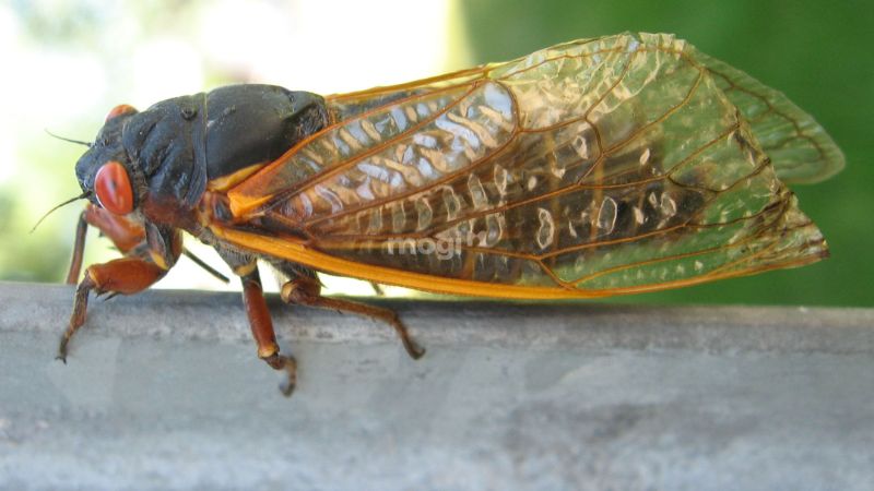 Giải thích khoa học về hiện tượng ve sầu vào nhà ban đêm