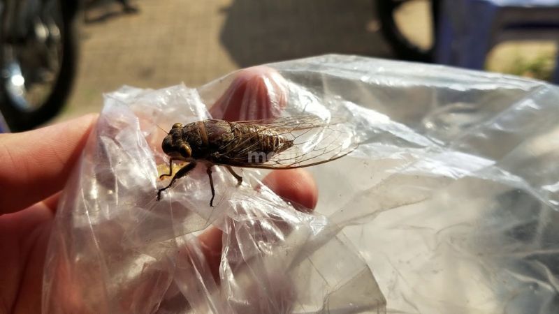 Nên làm gì khi ve sầu bay vào nhà?