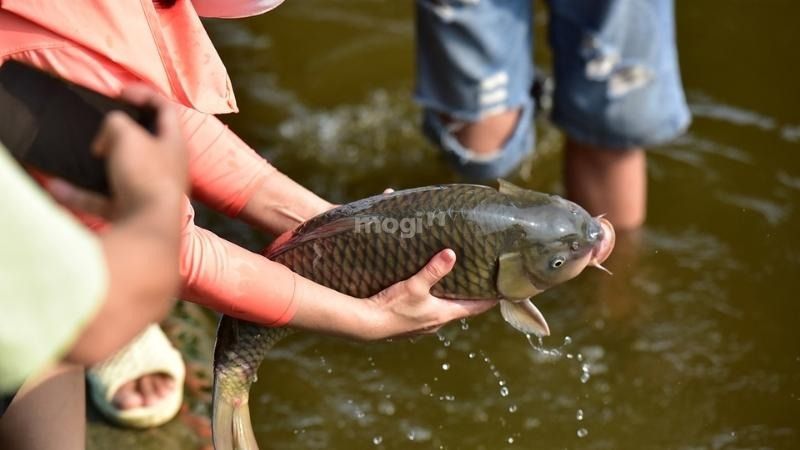 Vậy cá vào nhà thì nên làm gì?