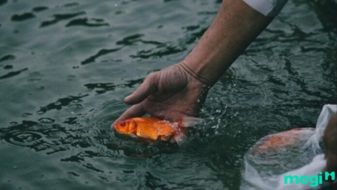 Cá vào nhà hên hay xui? Giải mã điềm báo từ chuyên gia