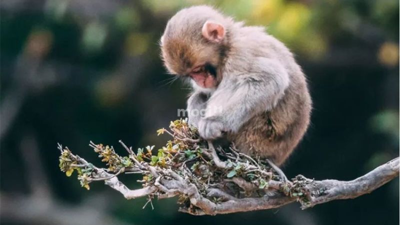 Tuổi Canh Thân phạm hạn Hoang Ốc trong năm 2026 nên không thích hợp xây nhà