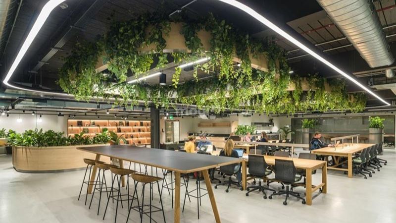 Xu hướng “wellness office” – văn phòng thân thiện với môi trường đang ngày càng phổ biến.