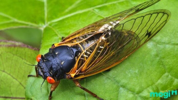 ve sầu bay vào nhà ban đêm