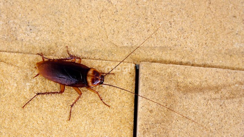 Những mẹo nhỏ để bảo vệ nhà cửa khỏi gián