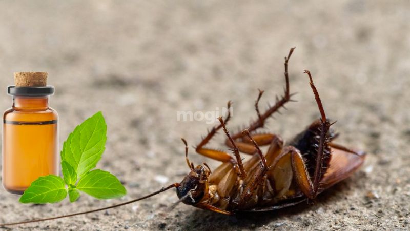 Đuổi gián bằng phương pháp tự nhiên, dễ thực hiện