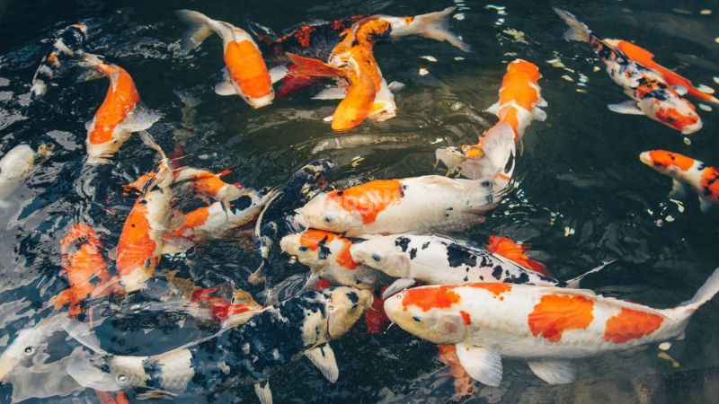 hiện tượng cá vào nhà là điềm xấu