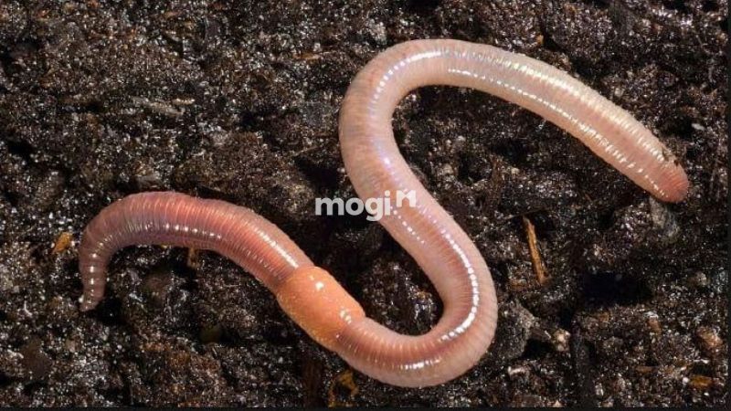 Giun đất bò vào nhà tốt hay xấu? Con số may mắn liên quan 1 Giun đất bò vào nhà là tốt hay xấu