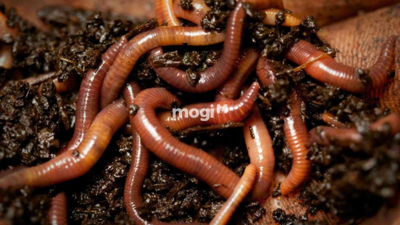 Giun đất bò vào nhà tốt hay xấu? Con số may mắn liên quan 2 Nhiều giun đất cùng lúc bò vào nhà có thể mang cả điềm báo tốt lẫn xấu