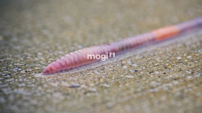 Giun đất bò vào nhà tốt hay xấu? Con số may mắn liên quan 3 Giun đất bò vào nhà rồi chết