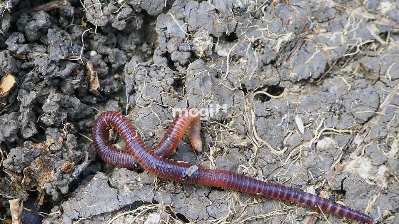 Giun đất bò vào nhà tốt hay xấu? Con số may mắn liên quan 5 Giun đất nhỏ bò vào nhà