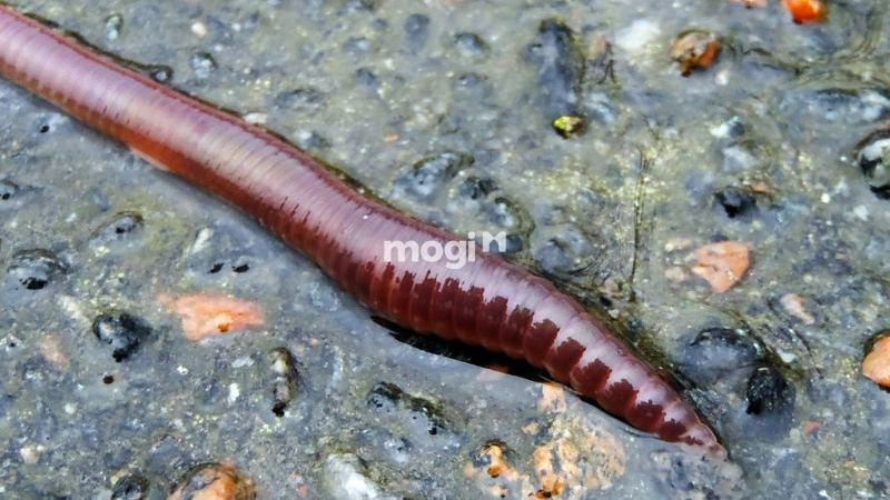 Giun đất bò vào nhà tốt hay xấu? Con số may mắn liên quan 6 giun đất bò vào nhà là hiện tượng bình thường