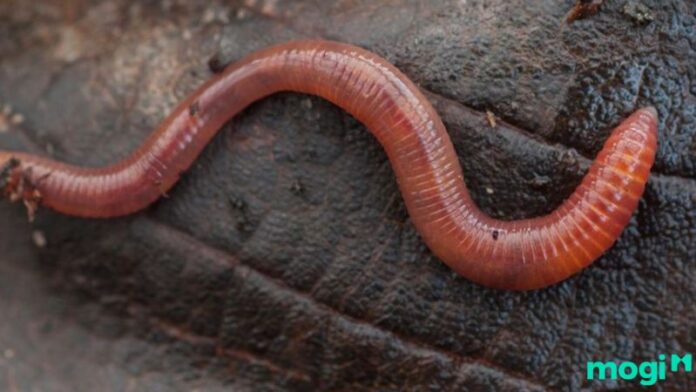 Giun đất bò vào nhà tốt hay xấu? Con số may mắn liên quan