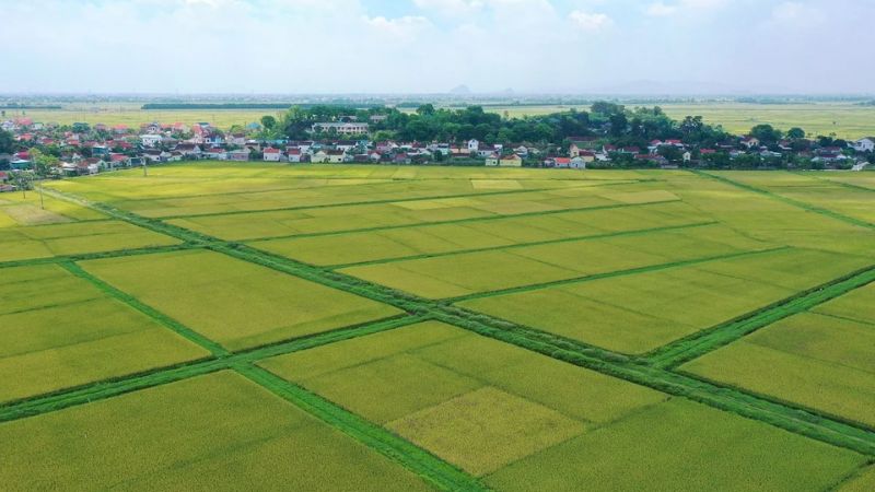 Đất nông nghiệp là nhóm đất chiếm diện tích lớn tại Tuyên Quang (Nguồn: mae.gov.vn)