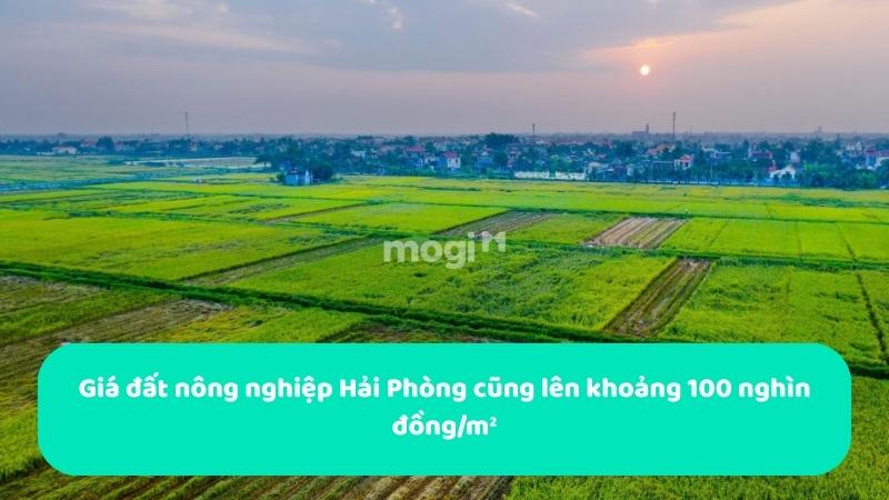 Giá đất nông nghiệp một số khu vực Hải Phòng cũng lên khoảng 100 nghìn đồng/m²