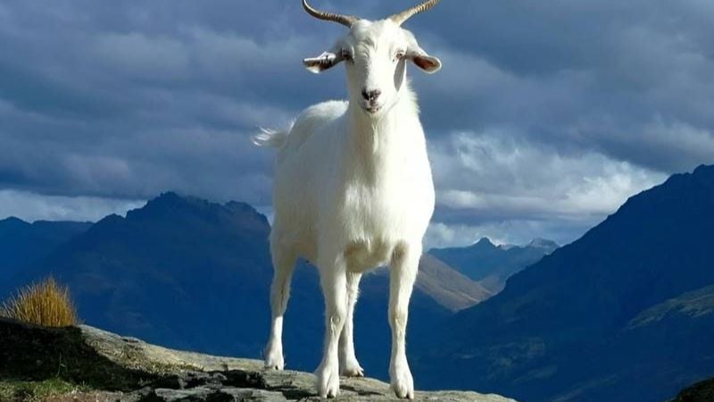 Năm 2026 là thời điểm quan trọng để tuổi Mùi tích lũy tài sản (Nguồn: Bách hóa xanh)