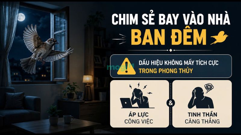 Điềm báo chim sẻ bay vào nhà ban đêm